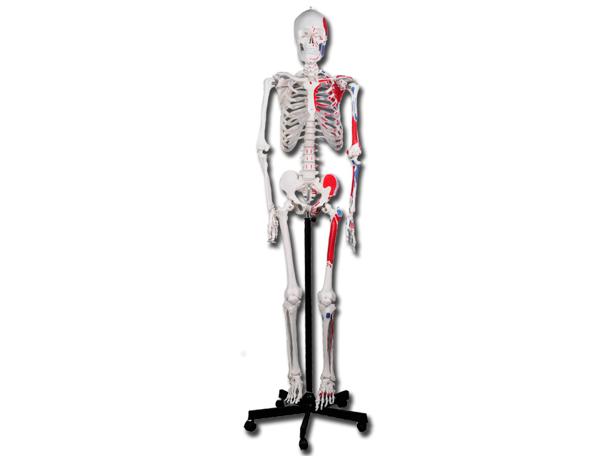 Πρόπλασμα Ανθρώπινου Σκελετού Με Χρωματιστές Ενδείξεις