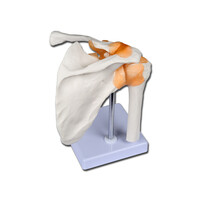 Πρόπλασμα Ανθρώπινου Ώμου