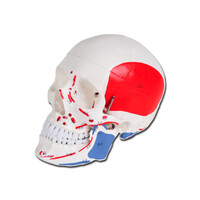 Πρόπλασμα Ανθρώπινου Κρανίου