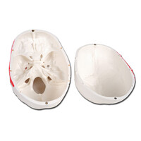 Πρόπλασμα Ανθρώπινου Κρανίου