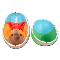 Πρόπλασμα Ανθρώπινου Κρανίου