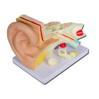 Πρόπλασμα Αυτιού 3 Τμημάτων