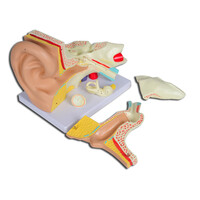 Πρόπλασμα Αυτιού 3 Τμημάτων