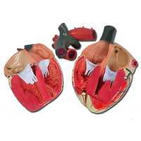 Πρόπλασμα Καρδιάς Φυσικού Μεγέθους 1x