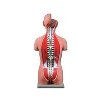 Πρόπλασμα Ανθρώπινου Κορμού σε Φυσικό Μέγεθος 1x