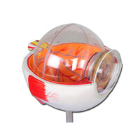 Πρόπλασμα Οφθαλμού