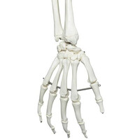 Πρόπλασμα Ανθρώπινου Σκελετού Α10