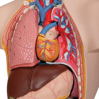 Πρόπλασμα Κορμού (Mini) 12 Τμημάτων