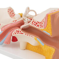 Πρόπλασμα Αυτιού 4 Τμημάτων E10 3B Scientific