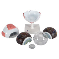 Πρόπλασμα Οφθαλμού 6 Τμημάτων