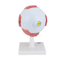 Πρόπλασμα Οφθαλμού 6 Τμημάτων