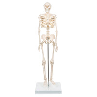 Πρόπλασμα Ανθρώπινου Σκελετού Mini Α18
