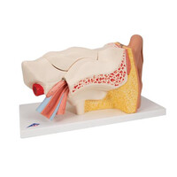 Πρόπλασμα Αυτιού 6 Τμημάτων E11 3B Scientific