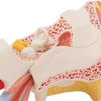 Πρόπλασμα Αυτιού 6 Τμημάτων E11 3B Scientific