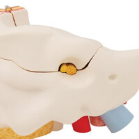 Πρόπλασμα Αυτιού 6 Τμημάτων E11 3B Scientific