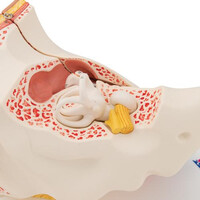 Πρόπλασμα Αυτιού 6 Τμημάτων E11 3B Scientific