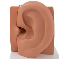 Πρόπλασμα Αυτιού 6 Τμημάτων E11 3B Scientific