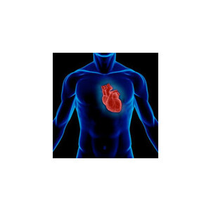 Το καρδιογράφημα και η σχέση του με τον καρδιακό κύκλο