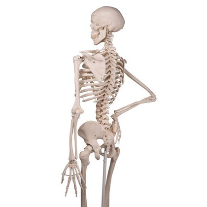 Πρόπλασμα Ανθρώπινου Σκελετού Α10