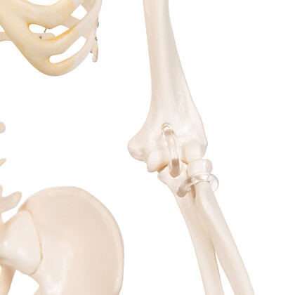 Πρόπλασμα Ανθρώπινου Σκελετού Mini Α18